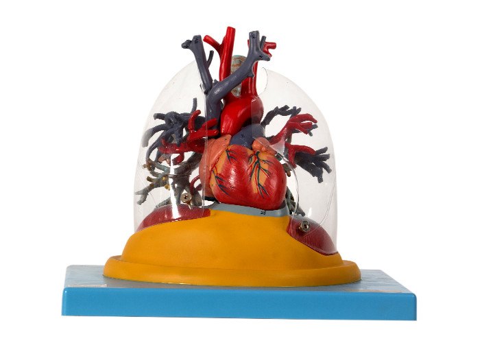 दिल के साथ मानव शरीर रचना मॉडल पारदर्शी फेफड़े, श्वासनली और ब्रोन्कियल ट्री
