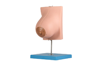 मेडिकल स्कूलों के प्रशिक्षण के लिए 2 भागों के साथ स्तनपान स्तन ग्रंथि मॉडल