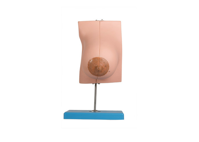 मेडिकल स्कूलों के प्रशिक्षण के लिए 2 भागों के साथ स्तनपान स्तन ग्रंथि मॉडल